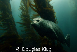 Kelp Forest Glider.

A Harbor Seal drifts in the kelp f... by Douglas Klug 